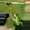 plant/Monstera Deliciosa-1-thumbnail
