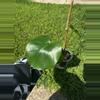 plant/Monstera Deliciosa-2-thumbnail