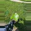 plant/Monstera Deliciosa-0-thumbnail
