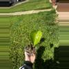 plant/Monstera Deliciosa-2-thumbnail