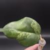 plant/Hoya Joy Splash Cutting with growth point-0-thumbnail
