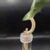plant/Hoya Joy Splash Cutting with growth point-1-thumbnail