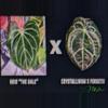 plant/🎉SALE! A. KD NOID The Dale x (Crystallinum x Forgettii) #3-5-thumbnail