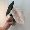 plant/Alocasia Azlanii *CORM*-1-thumbnail