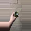 plant/Alocasia azlanii-0-thumbnail