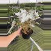 plant/Bewitched white begonia 6” pot growers choice-5-thumbnail