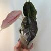 plant/Alocasia Azlanii *CORM*-0-thumbnail