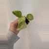 plant/Alocasia Cuculatta Mint Variegated Pup-1-thumbnail