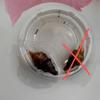 plant/Alocasia Azlanii *CORM*-2-thumbnail