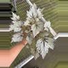 plant/Bewitched white begonia 6” pot growers choice-1-thumbnail