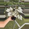 plant/Bewitched white begonia 6” pot growers choice-2-thumbnail