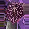 plant/Anthurium Tim Anderson Stripey x crystallinum Labyrinth germinated seeds.-0-thumbnail