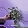 plant/pothos njoy-0-thumbnail