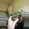 plant/alocasia melo-0-thumbnail
