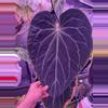 plant/Anthurium Tim Anderson Stripey x crystallinum Labyrinth germinated seeds.-1-thumbnail