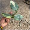 plant/Philodendron Silver Sword-0-thumbnail