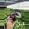 plant/Begonia red kiss starter plant growera choice-1-thumbnail