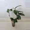 plant/Hoya Callistophylla Black Cat-0-thumbnail