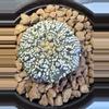 plant/Astrophytum Asterias-0-thumbnail