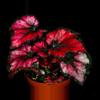 plant/Begonia red kiss starter plant growera choice-0-thumbnail