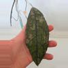 plant/Hoya Clemensorium Black Splash-2-thumbnail