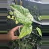 plant/#32 Odora Batik-0-thumbnail