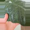 plant/Alocasia Yucatan Princess-3-thumbnail