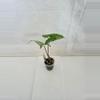 plant/Alocasia Tigrina Superba Variegated-1-thumbnail