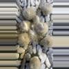 plant/Astrophytum Asterias-3-thumbnail