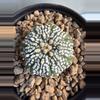 plant/Astrophytum Asterias-0-thumbnail