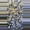 plant/Astrophytum Asterias-3-thumbnail