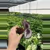 plant/Begonia red kiss starter plant growera choice-3-thumbnail
