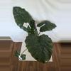 plant/Alocasia Yucatan Princess-0-thumbnail