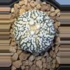 plant/Astrophytum Asterias-0-thumbnail