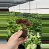plant/Begonia red kiss starter plant growera choice-8-thumbnail