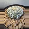 plant/Astrophytum Asterias-1-thumbnail