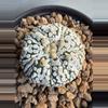 plant/Astrophytum Asterias-0-thumbnail