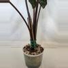 plant/Alocasia Yucatan Princess-2-thumbnail