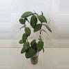 plant/Hoya Fitchii Black Margin-0-thumbnail