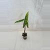 plant/Alocasia Tigrina Superba Variegated-0-thumbnail