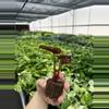 plant/Begonia red kiss starter plant growera choice-7-thumbnail