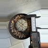 plant/Astrophytum Asterias-3-thumbnail