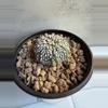 plant/Astrophytum Asterias-2-thumbnail