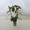 plant/Hoya Fitchii Black Margin-1-thumbnail