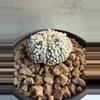plant/Astrophytum Asterias-1-thumbnail
