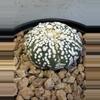 plant/Astrophytum Asterias-1-thumbnail