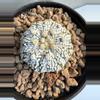 plant/Astrophytum Asterias-0-thumbnail