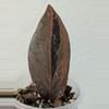 plant/raven zz variegated (Zamioculcas zamiifolia) 0031-1-thumbnail