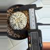 plant/Astrophytum Asterias-2-thumbnail