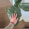 plant/Alocasia Yucatan Princess-1-thumbnail